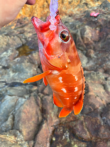 アカハタの釣果