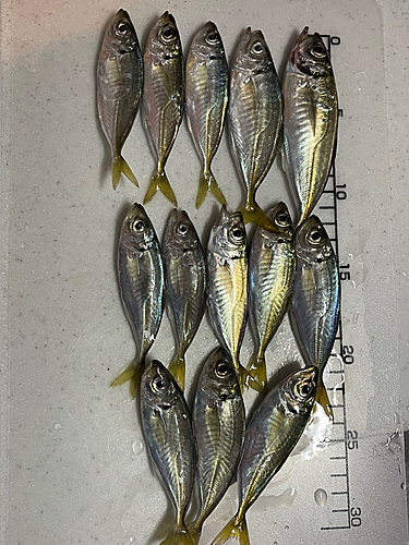 アジの釣果