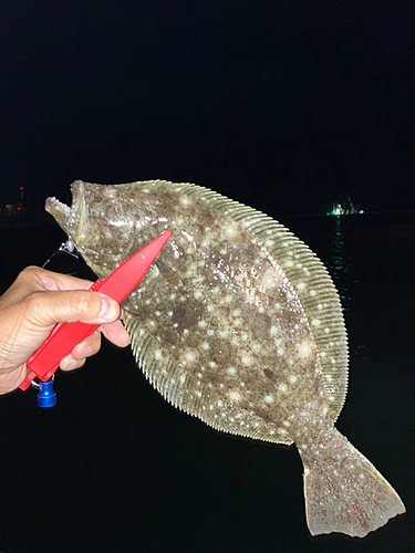 ヒラメの釣果