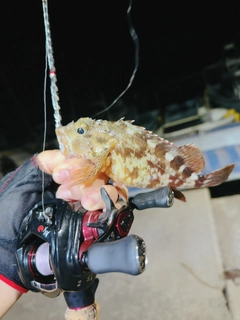 アラカブの釣果