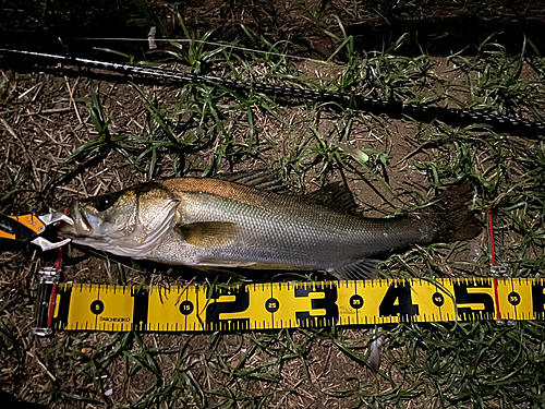 フッコ（マルスズキ）の釣果