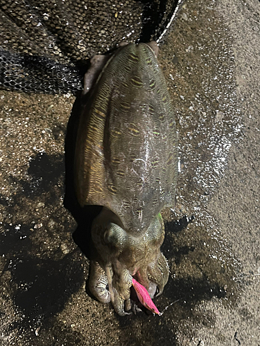 コウイカの釣果