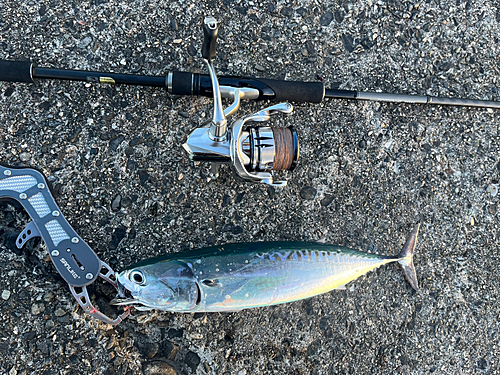 ソウダガツオの釣果