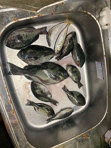 メジナの釣果