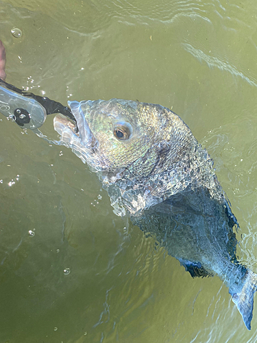 チヌの釣果