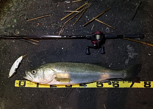 シーバスの釣果