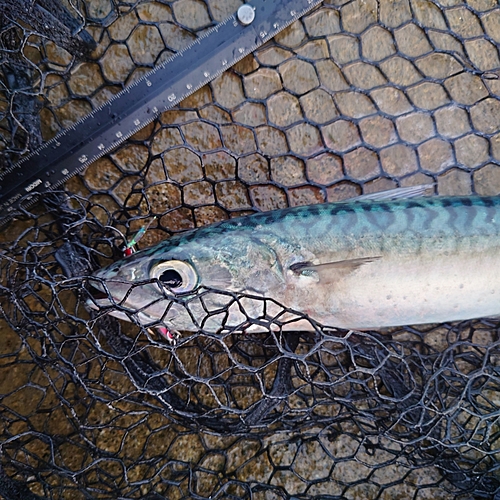 サバの釣果