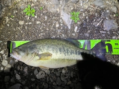 ブラックバスの釣果