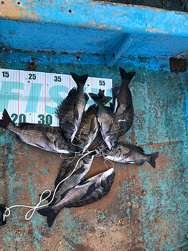 クロダイの釣果