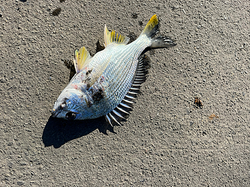 チヌの釣果