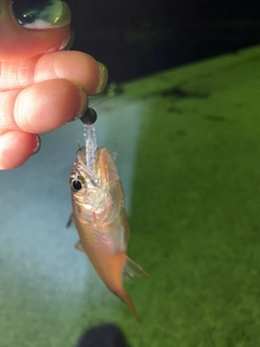 ネンブツダイの釣果