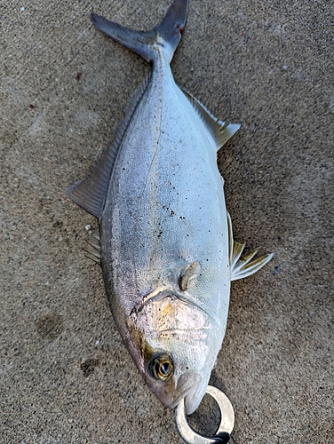 ネリゴの釣果