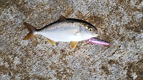 ショゴの釣果