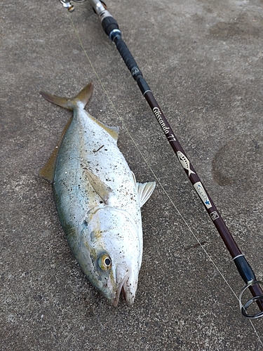 イナダの釣果