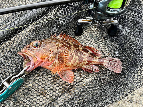 ガシラの釣果