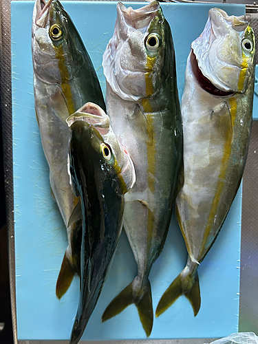 ワカシの釣果