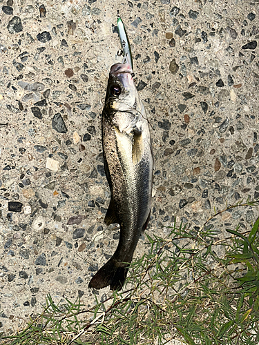 フッコ（マルスズキ）の釣果