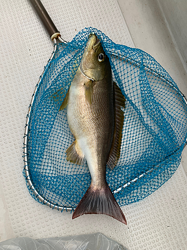 イサキの釣果