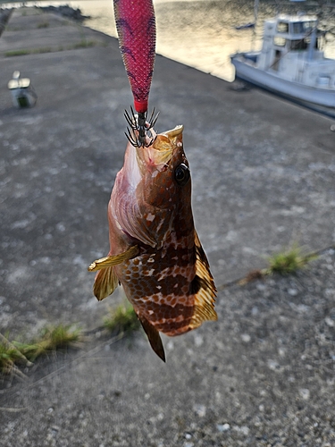 キジハタの釣果