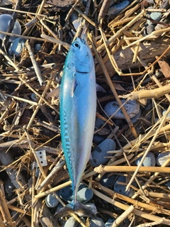 ソウダガツオの釣果