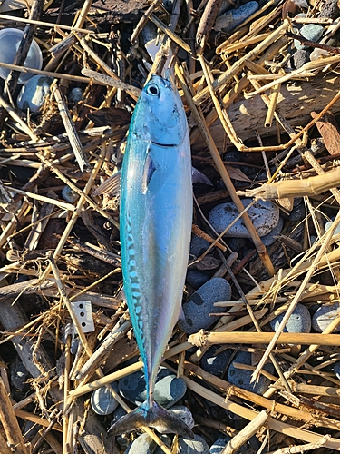 ソウダガツオの釣果