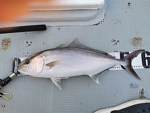 ネイリの釣果