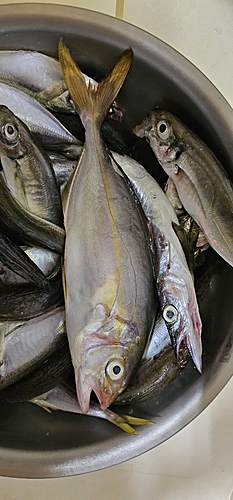 ショゴの釣果