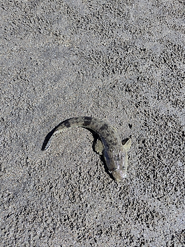 コチの釣果