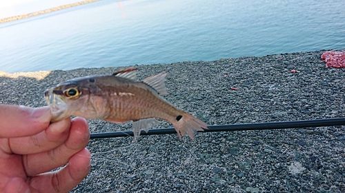 クロホシイシモチの釣果