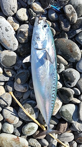 マルソウダの釣果