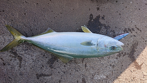 ツバスの釣果