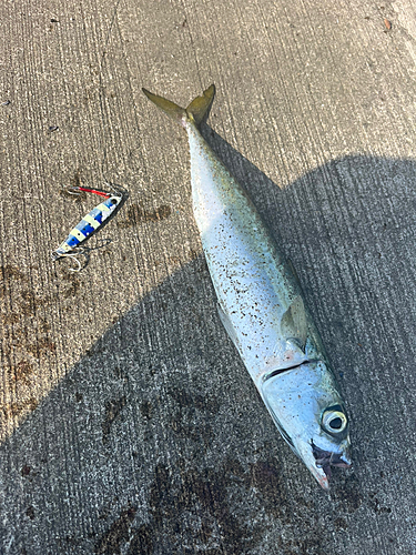 サバの釣果