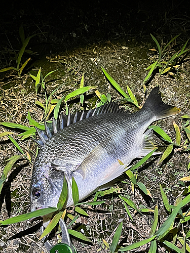 キビレの釣果