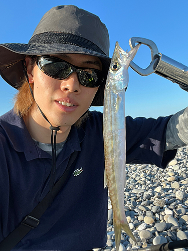 カマスの釣果