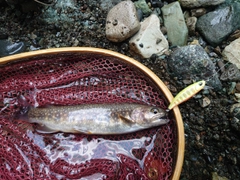 イワナの釣果