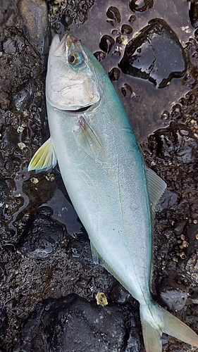 ワカシの釣果