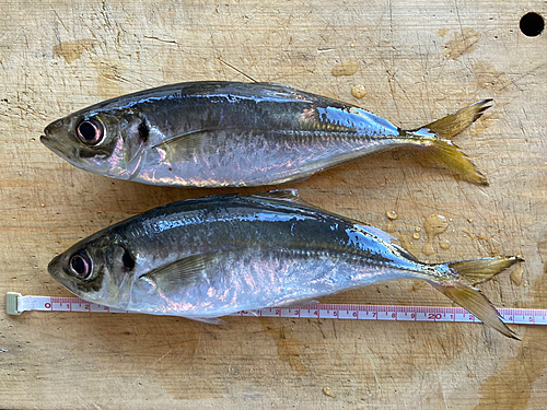 アジの釣果