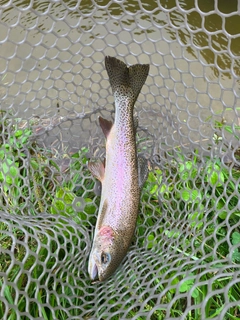 ニジマスの釣果