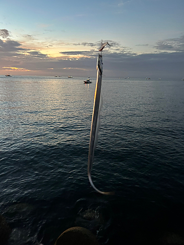 タチウオの釣果