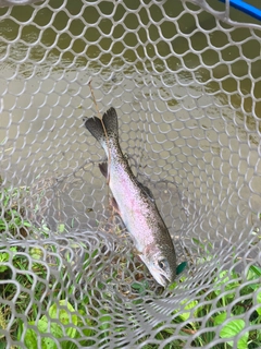 ニジマスの釣果