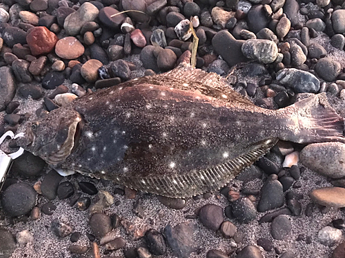 ヒラメの釣果