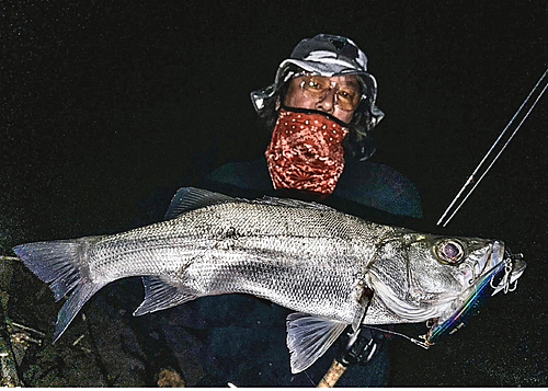 ヒラスズキの釣果