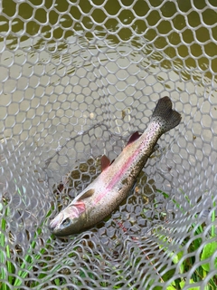 ニジマスの釣果