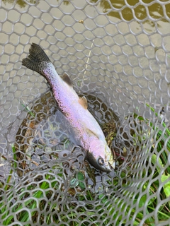 ニジマスの釣果