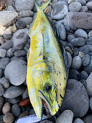 シイラの釣果