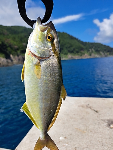 ショゴの釣果