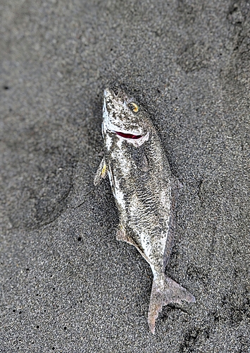 ショゴの釣果