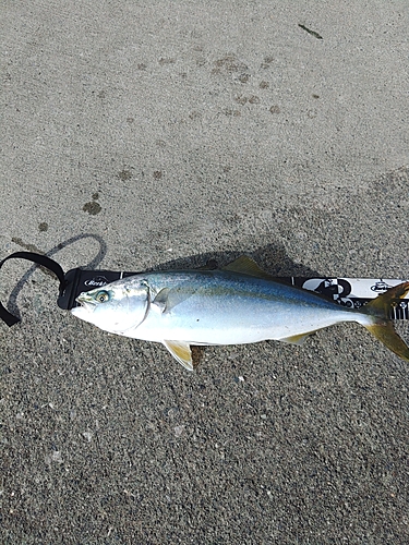 ワカシの釣果