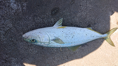 ツバスの釣果