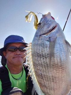 チヌの釣果